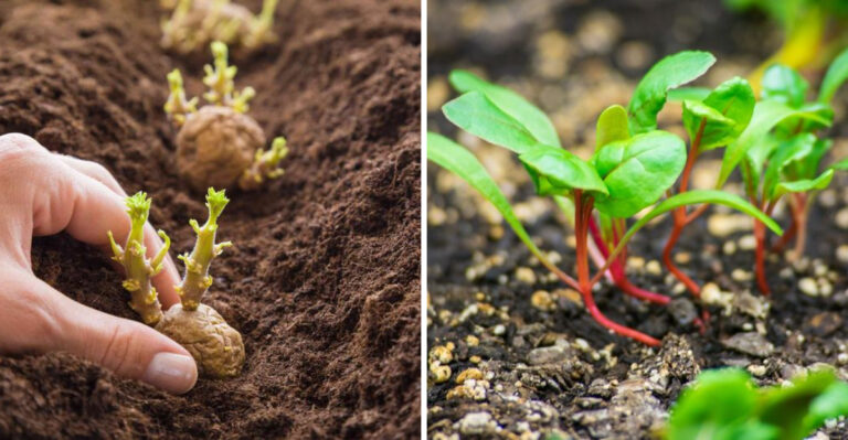 What Detroit Area Gardeners In Michigan Should Plant This April