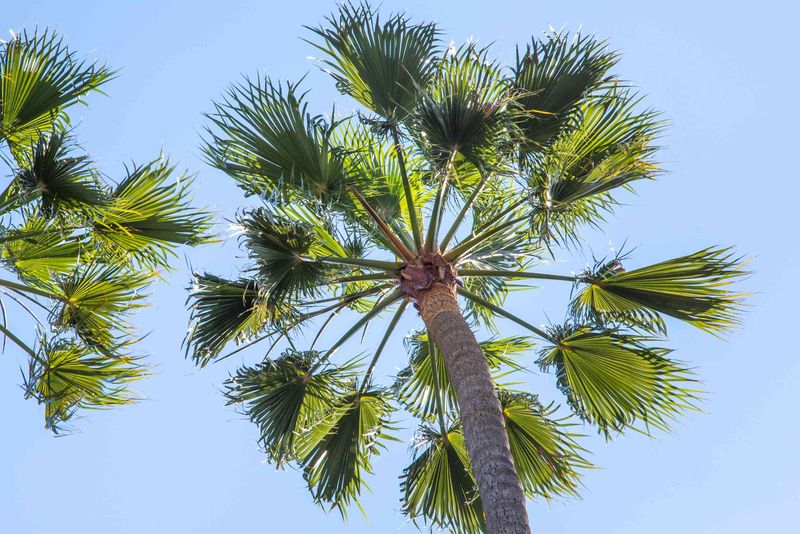 When Pennsylvania Gardeners Should Fertilize Palms Instead