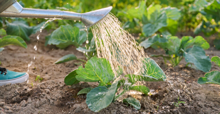 What Experienced California Gardeners Do Before Heat Waves Arrive