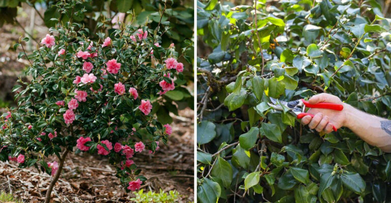 camellia and pruning