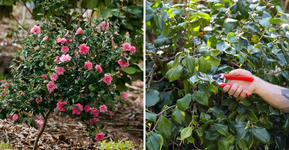camellia and pruning