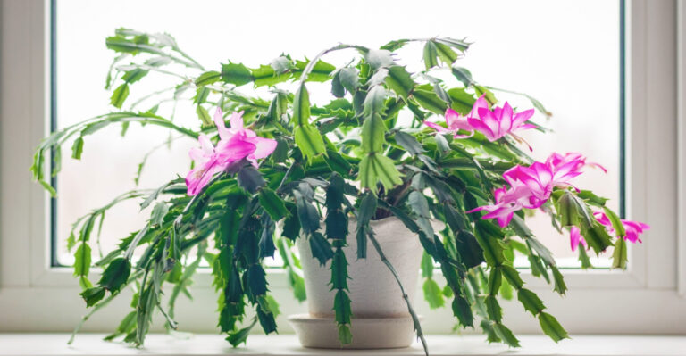 What Florida Christmas Cactus Needs In April To Prepare For Next Season