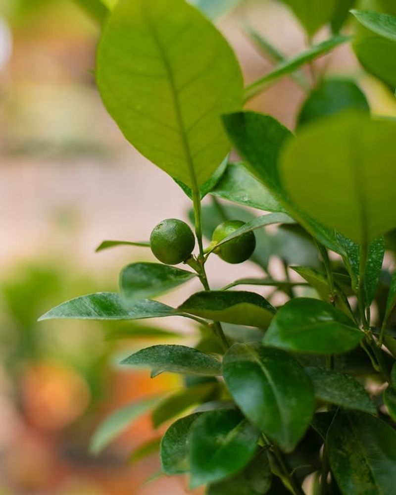 What April Means For A Florida Citrus Tree In Active Spring Growth