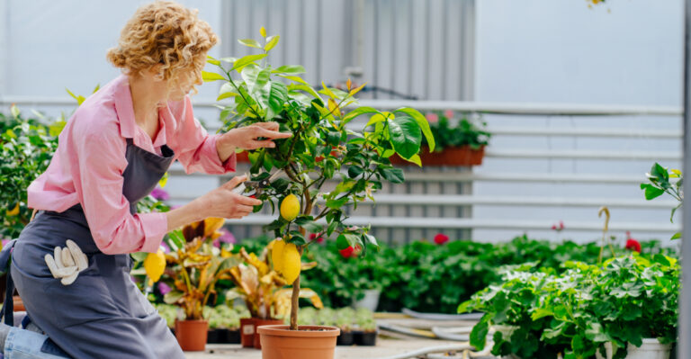 What Florida Citrus Trees Need In April