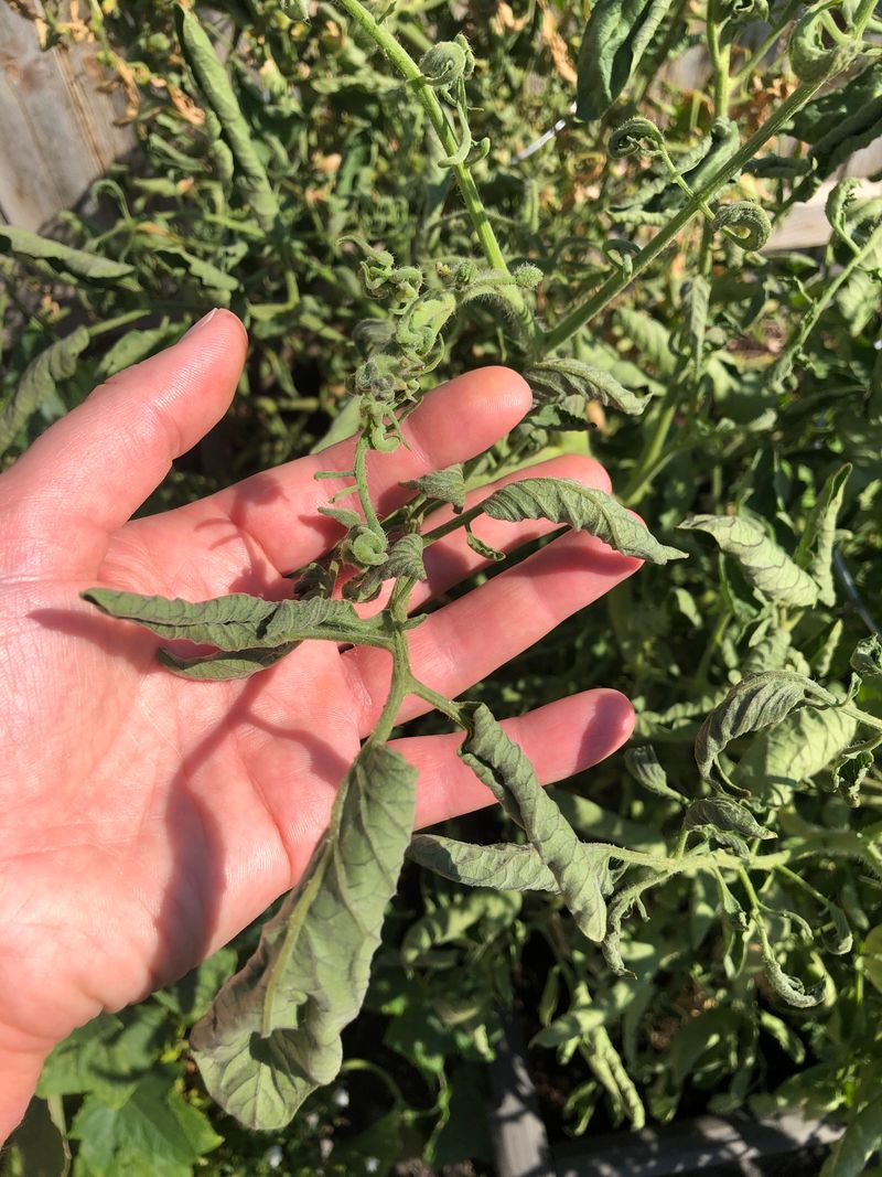 April Heat Changes The Tomato Game Fast