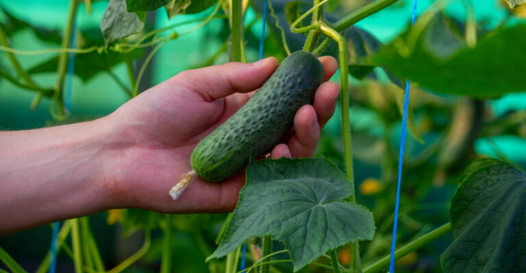 What Florida Gardeners Should Know Before Planting Cucumbers In April