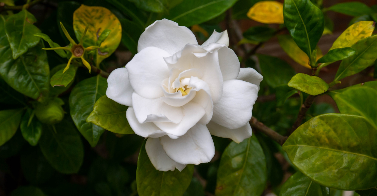 What Florida Gardenias Need In April For Fragrant Summer Blooms