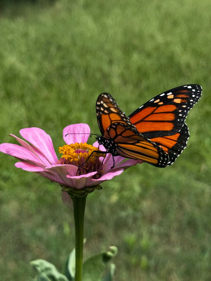 Zinnias Bring Fast Color To Spring Gardens