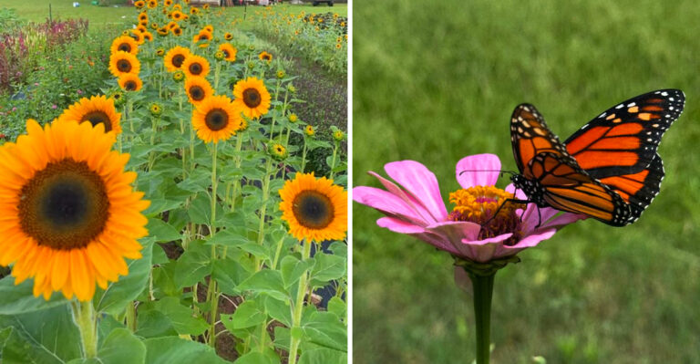 What Flowers Georgia Gardeners Should Plant Before April Ends