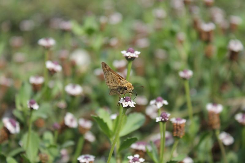 What Makes Frogfruit Different From Other Ground Covers
