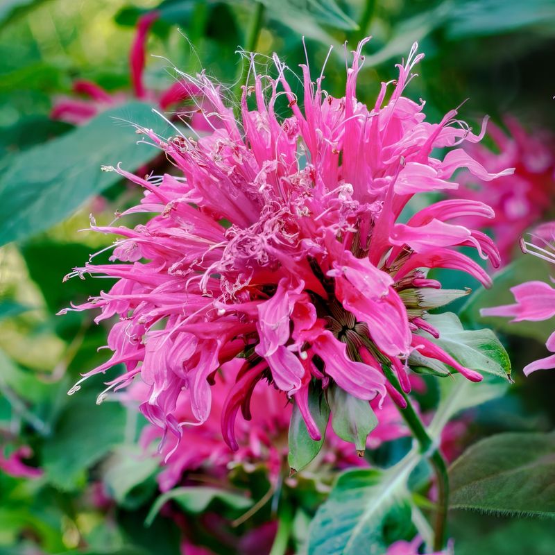Why Pink Bee Balm Is Worth The Space