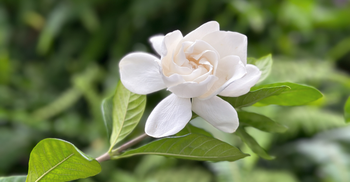 gardenia (featured image)
