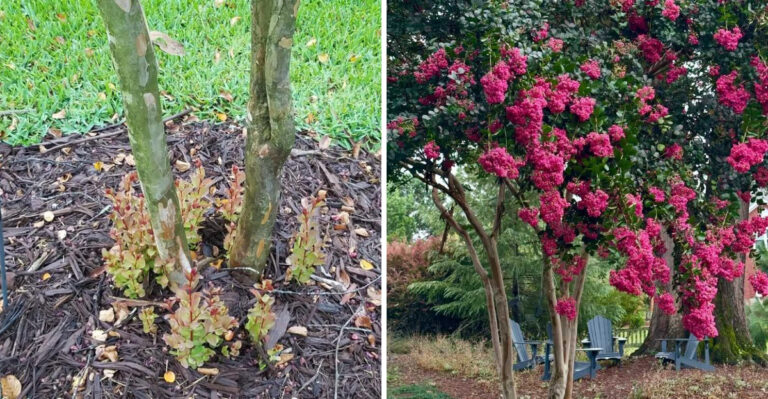What Georgia Gardeners Should Do With Their Crape Myrtles In April
