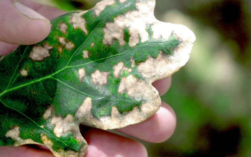 Warning Signs Your Plants Are Suffering