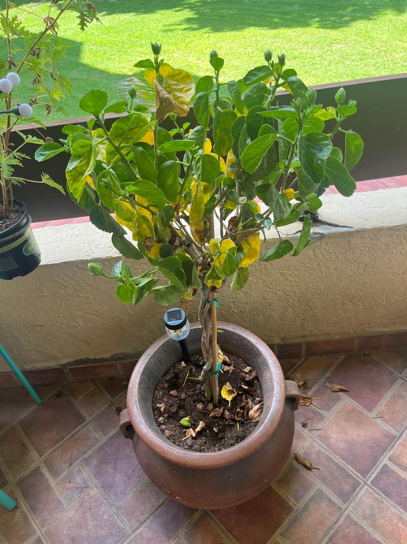 Why Overwatering Can Shorten Bloom Life