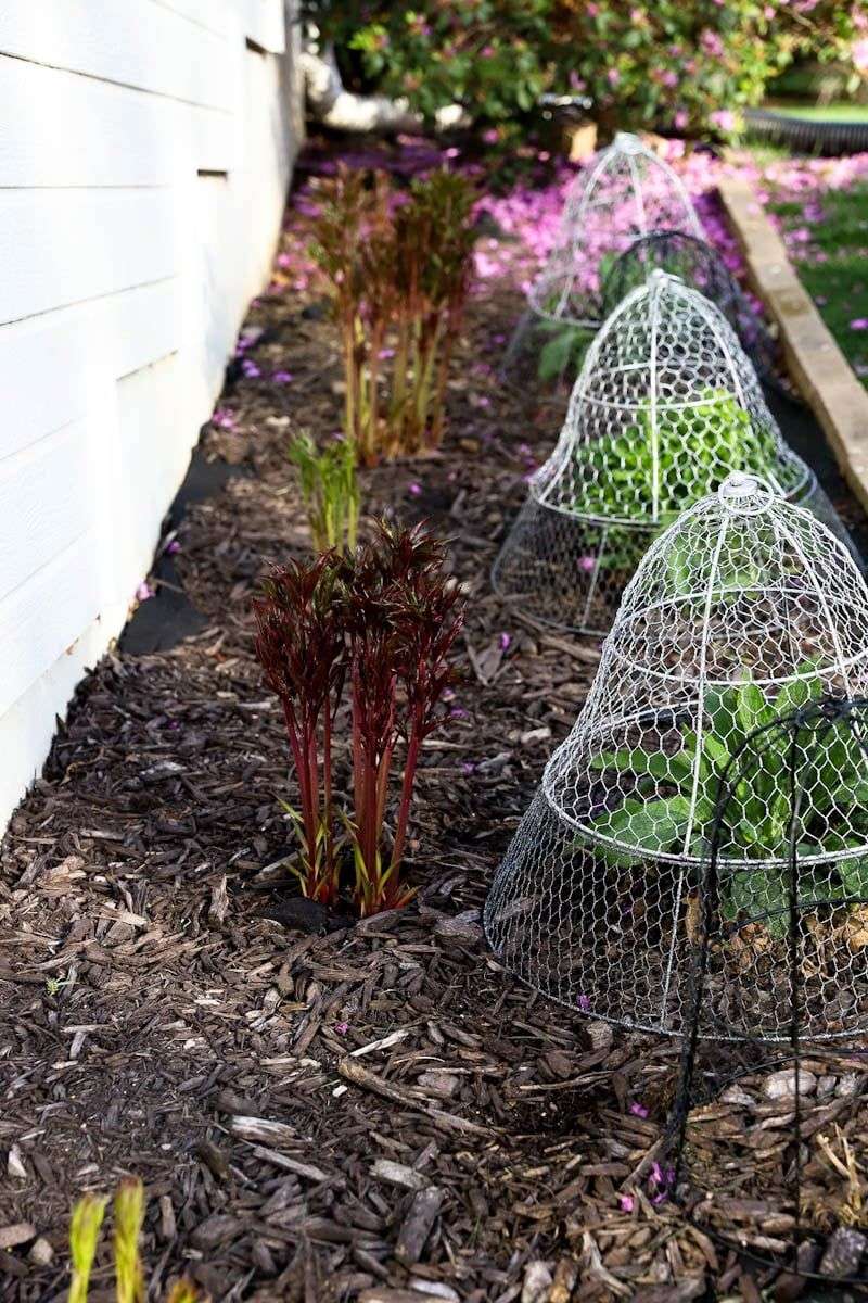 The Right Way To Mulch Around Peonies In Pennsylvania