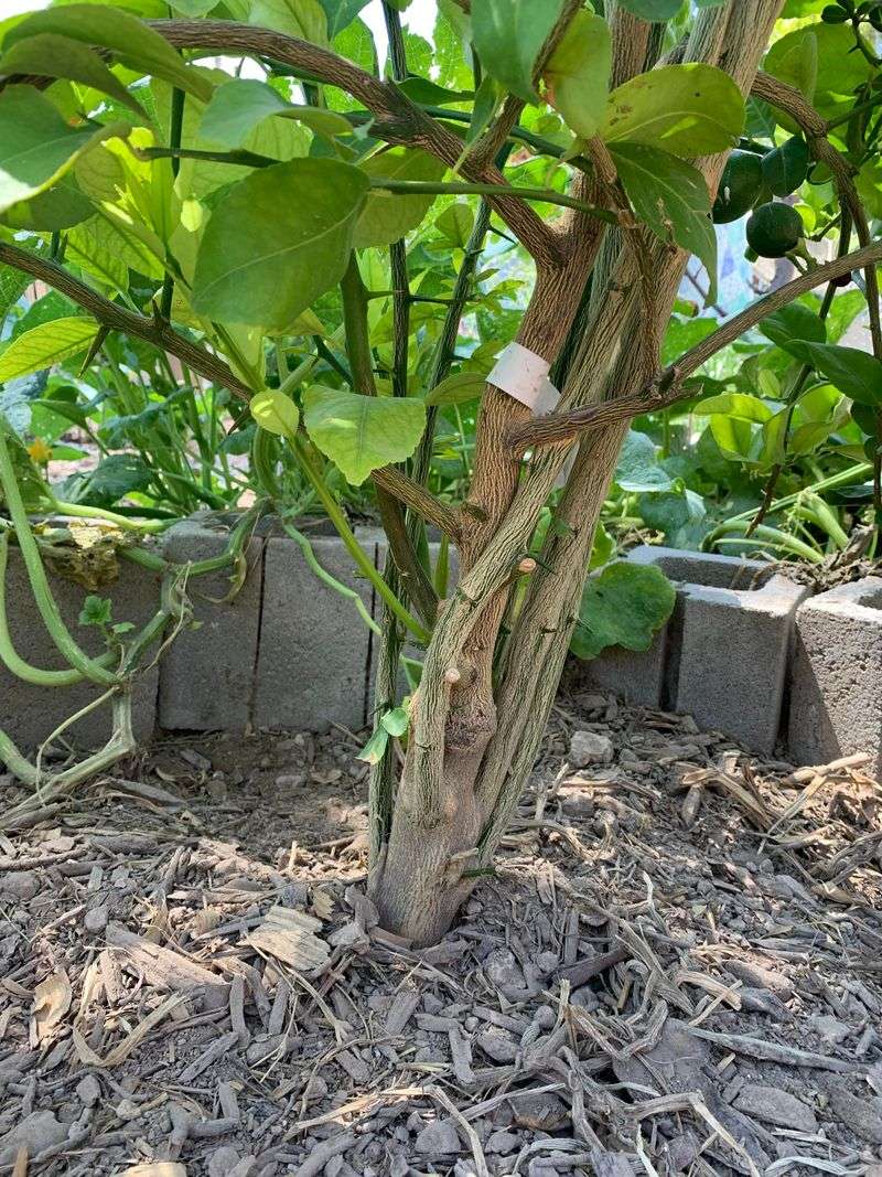 Why Removing Lower Growth Can Lead To More Suckers