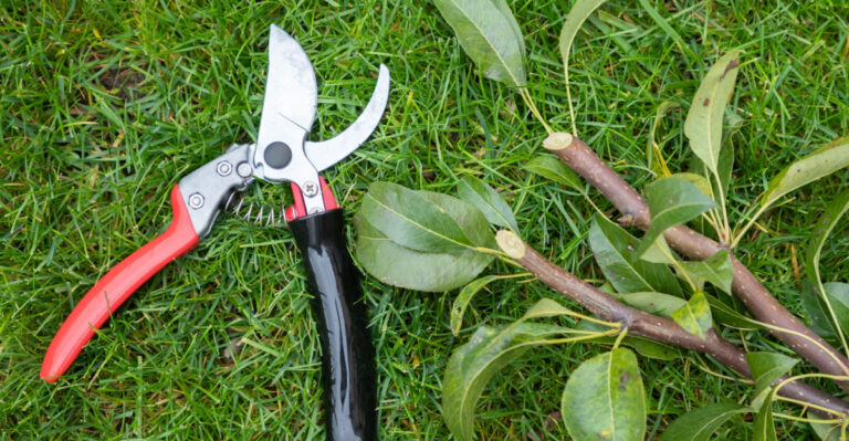 What Happens When You Prune Too Late In Spring In Arizona Landscapes