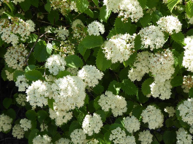 Where It Grows Best In Pennsylvania Yards