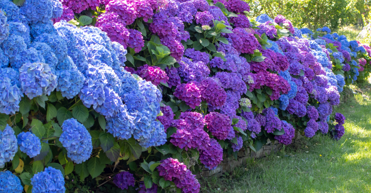 What Hydrangeas Need During April In Oregon For Better Blooms