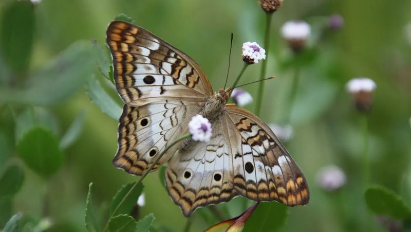 Why Butterflies Love Frogfruit
