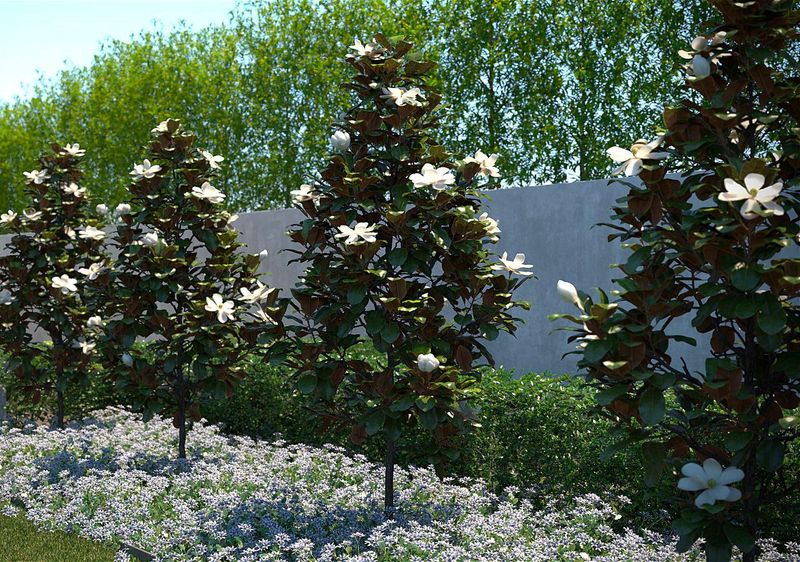 Match The Magnolia To Your Part Of Florida