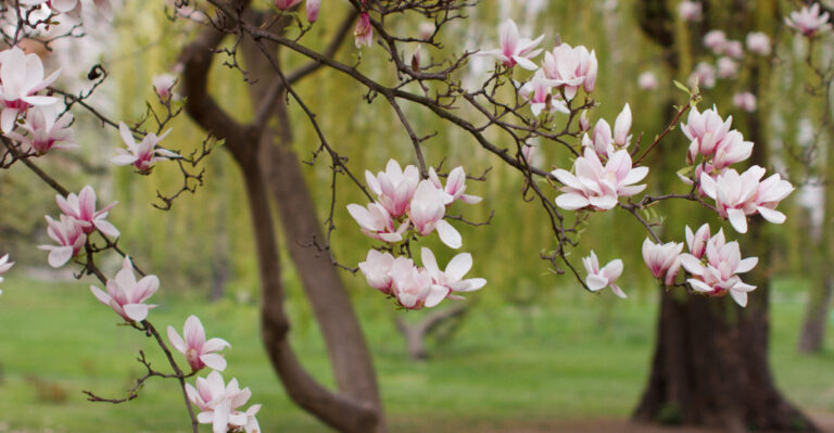 magnolia tree