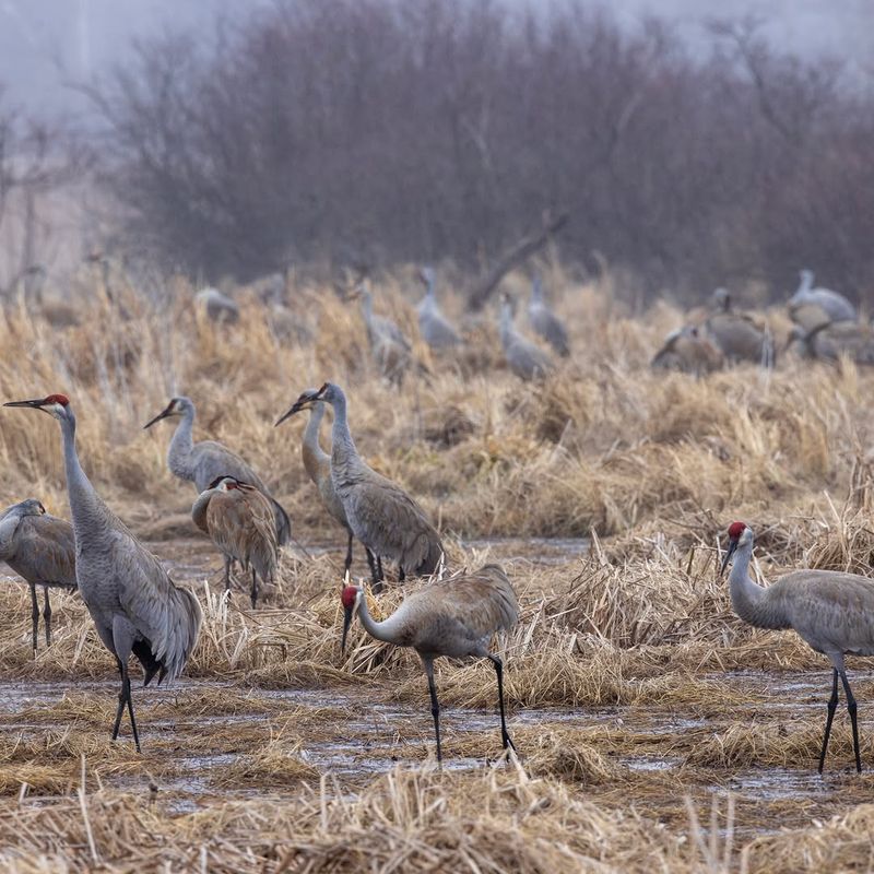 You Are Near Suitable Wetland Habitat