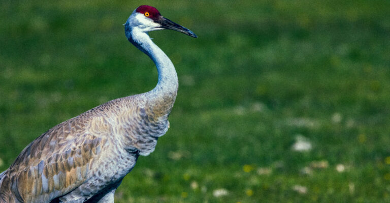 sandhill crane