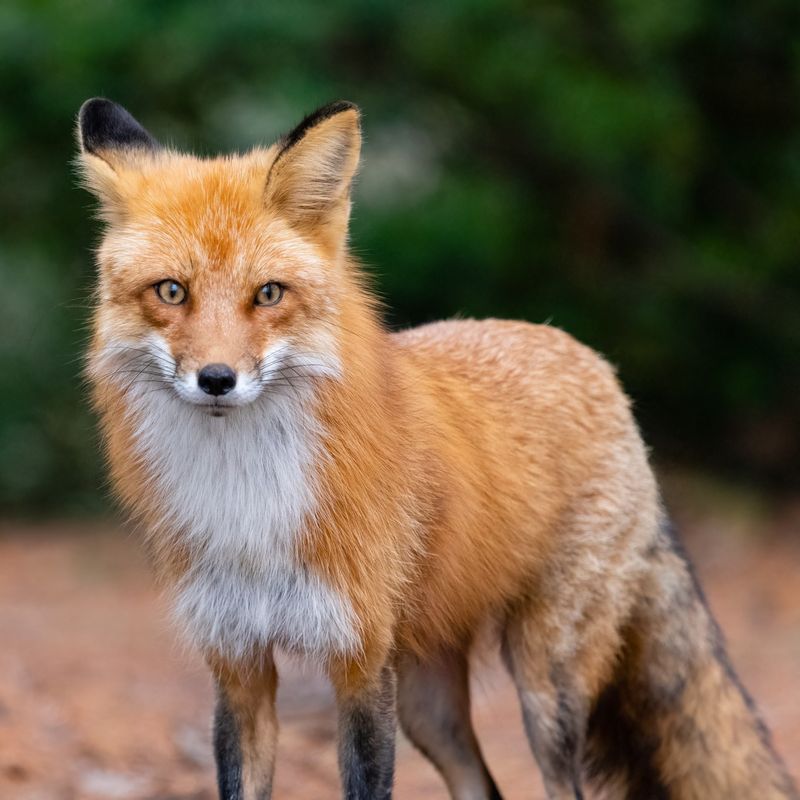 Foxes Are Common And Native In North Carolina