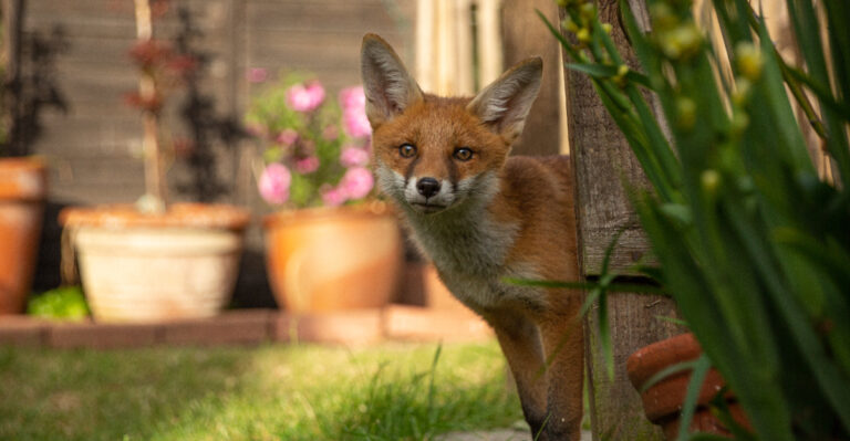 fox in yard
