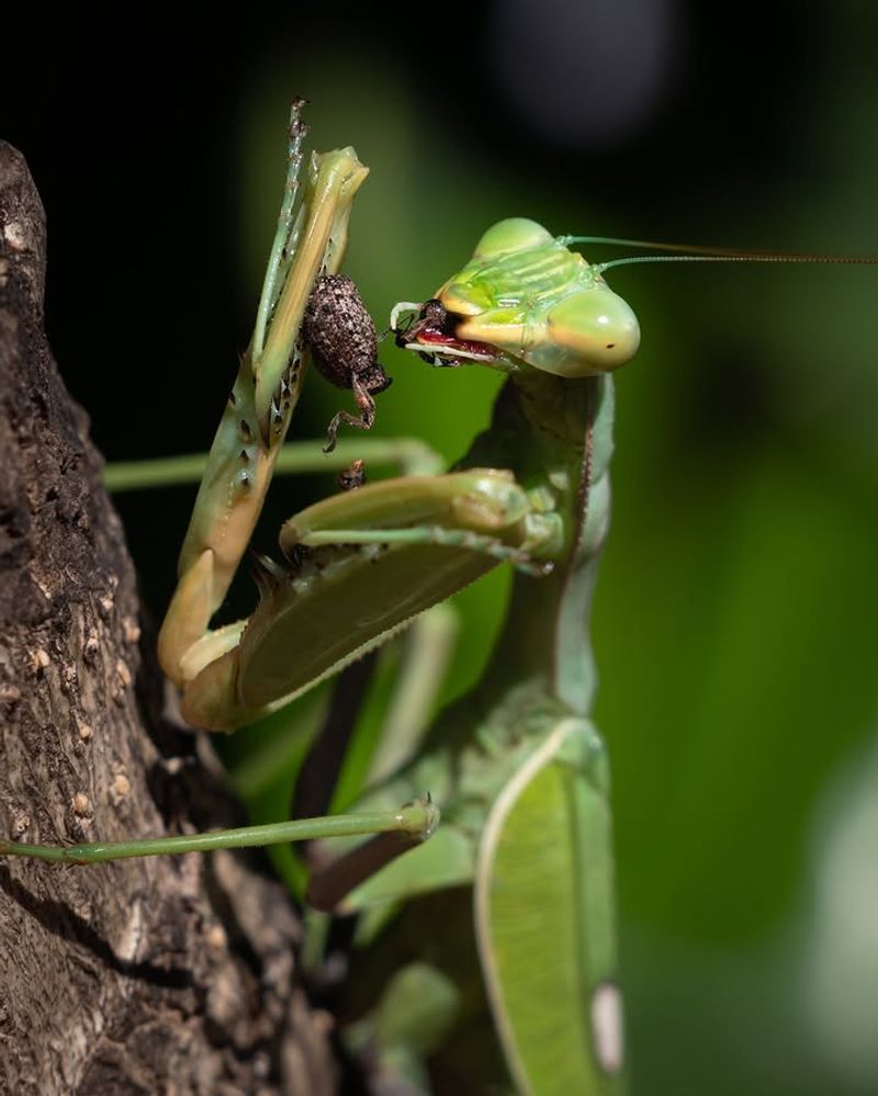 Your Garden Has Plenty Of Insects To Offer