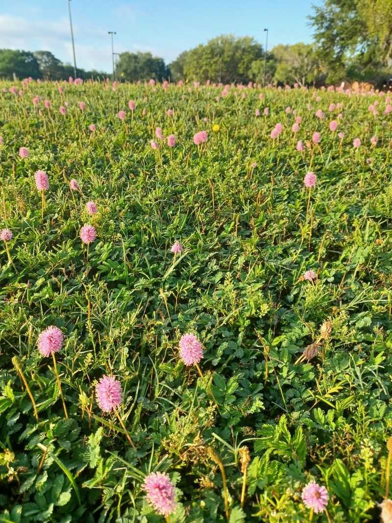 How To Plant Sunshine Mimosa For Faster Coverage