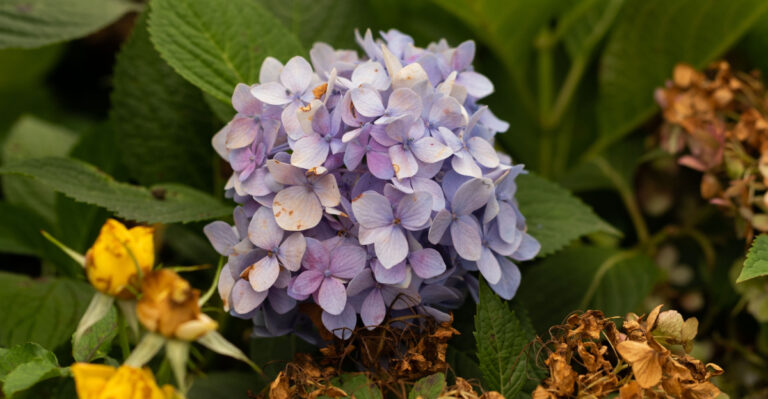 frost on hydrangea