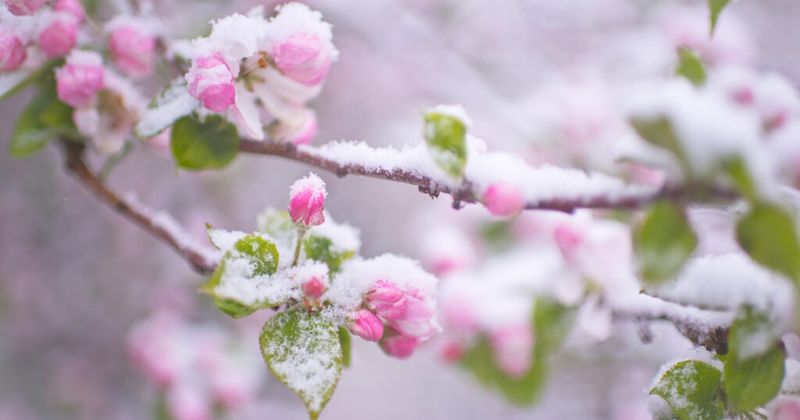Open Blossoms Are Extremely Frost-Sensitive