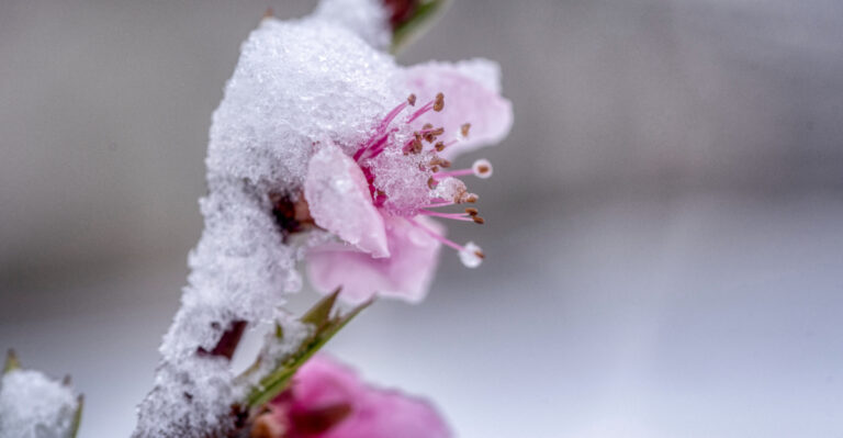 What Late April Frost Really Does To Cherry Blossoms In Michigan