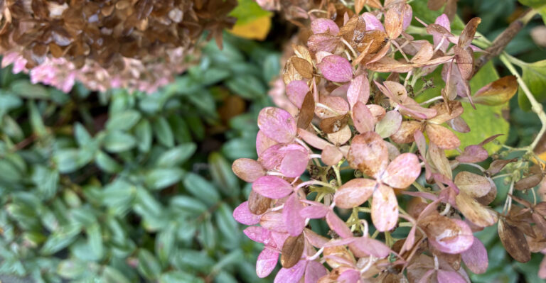 damaged hydrangea buds