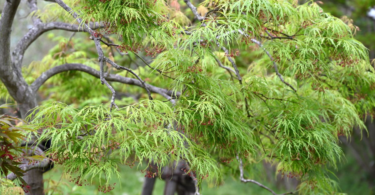 japanese maple tree