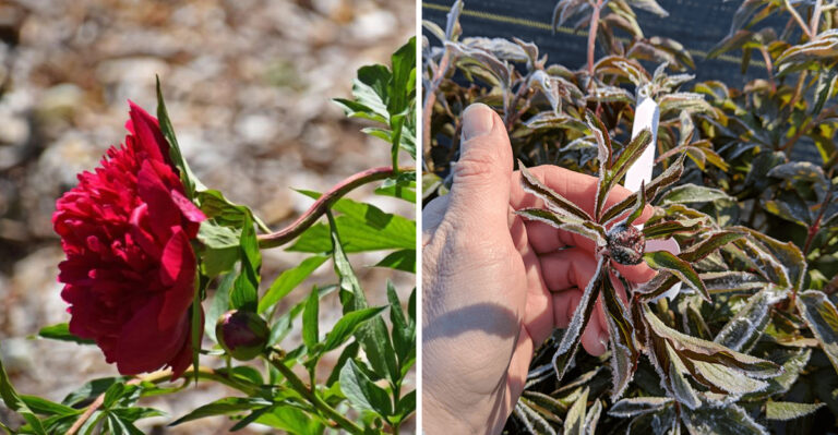 What Late April Frost Really Does To Peonies In Michigan