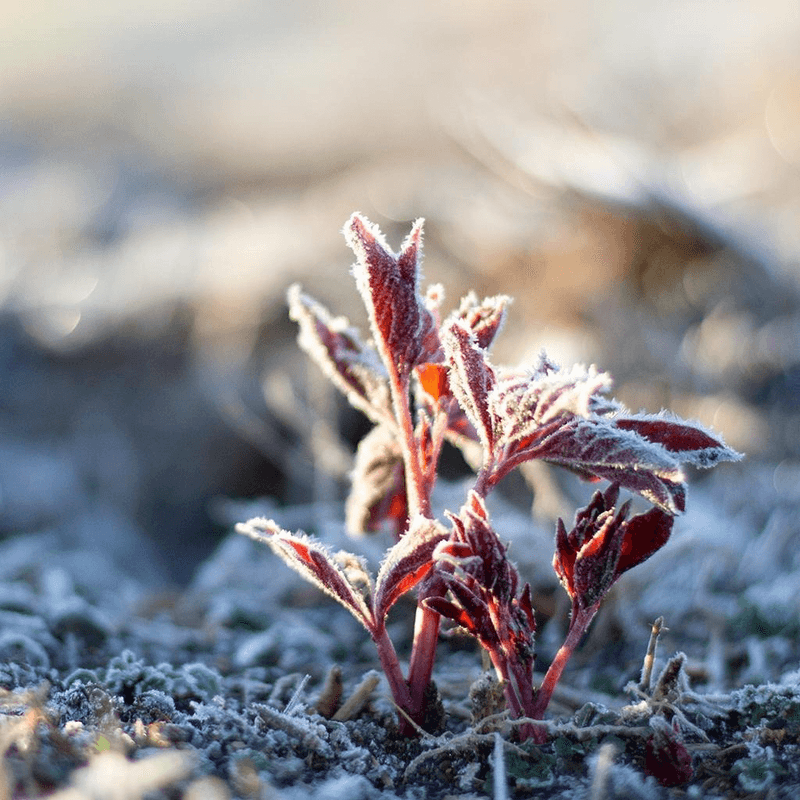 Emerging Shoots Can Be Affected Early