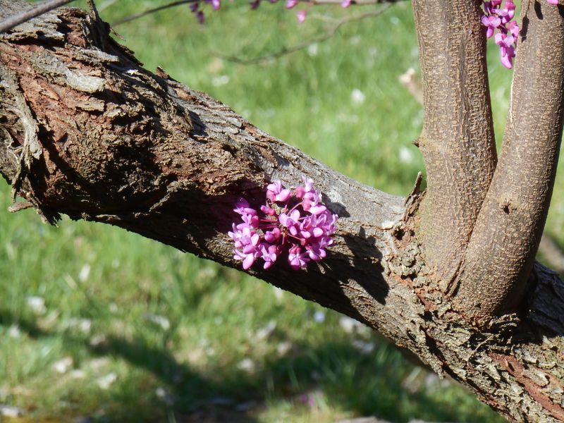 Damages Or Destroys Early Blooms
