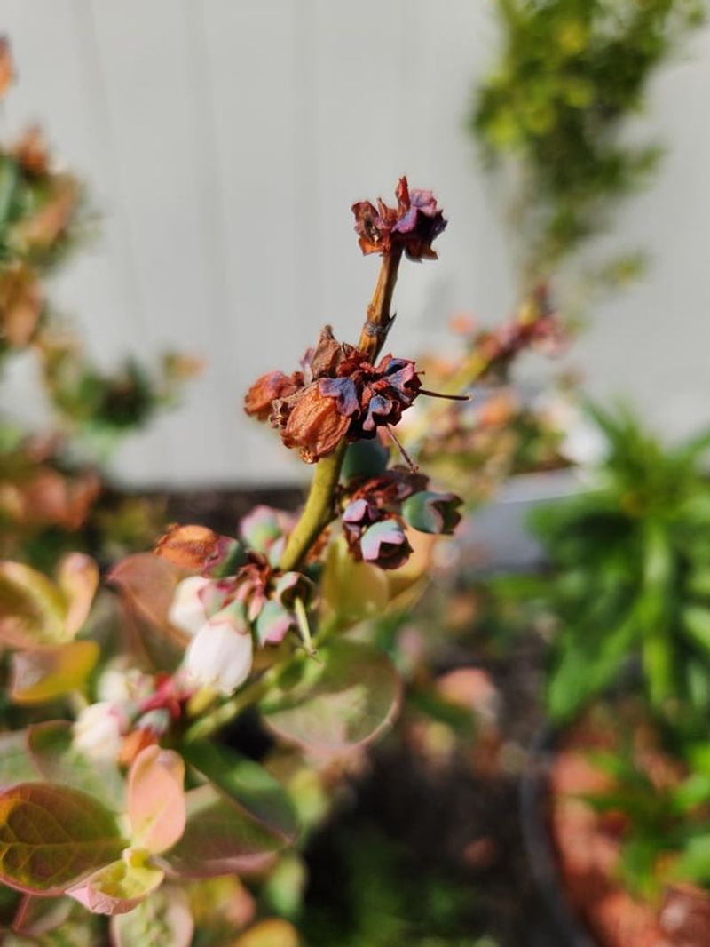 Late Frost Damages Open Blooms More Than Tight Buds