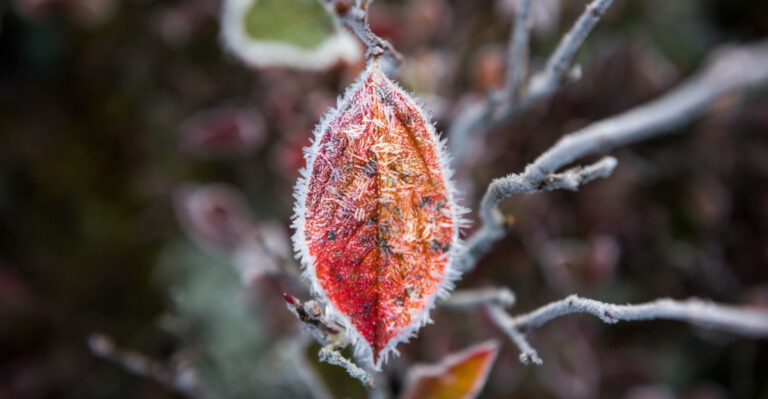 frost on leaf