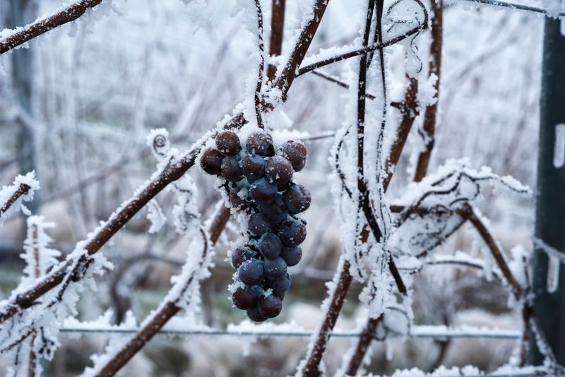 New Shoots Are Extremely Sensitive To Freezing