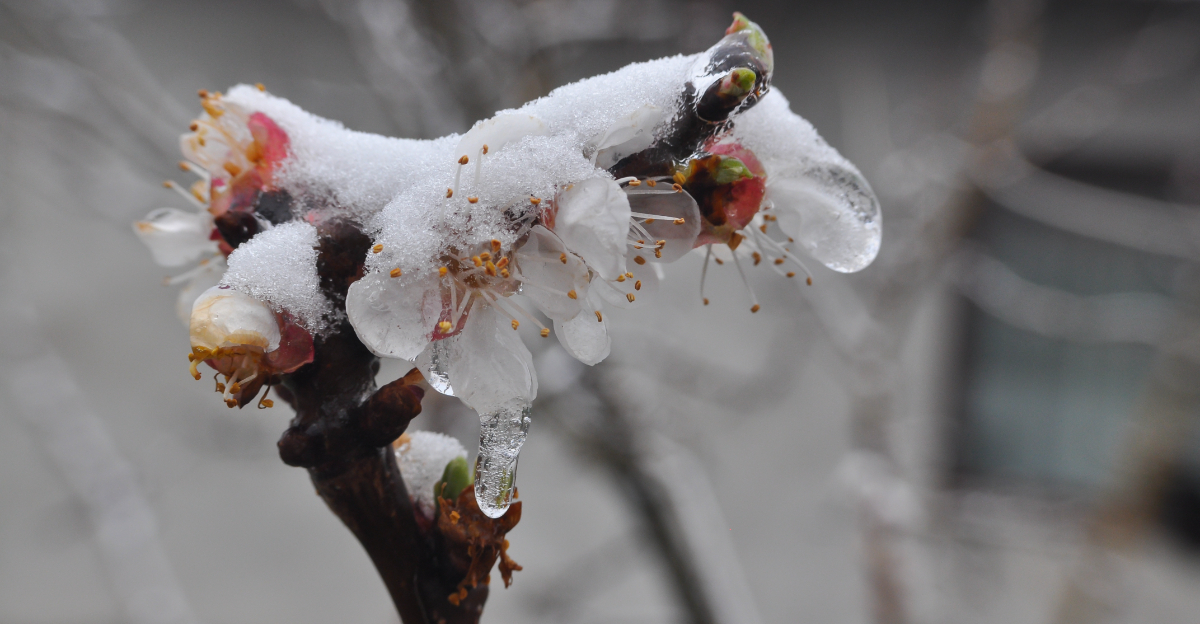 peach tree frost