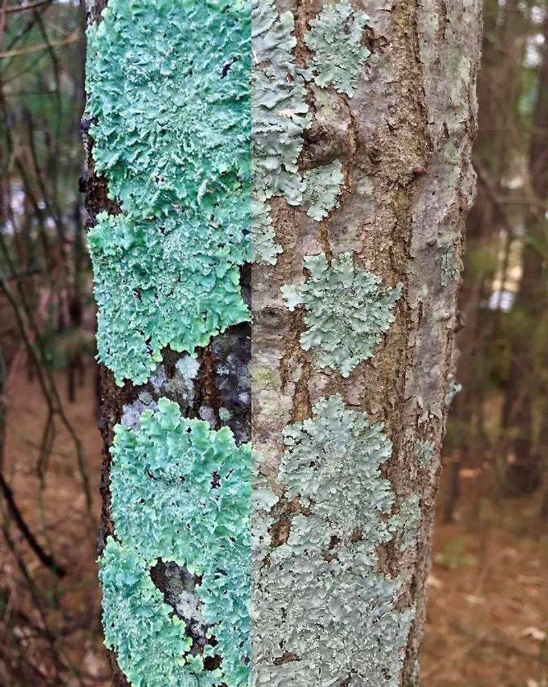 Why Oregon Trees Grow So Much Of It