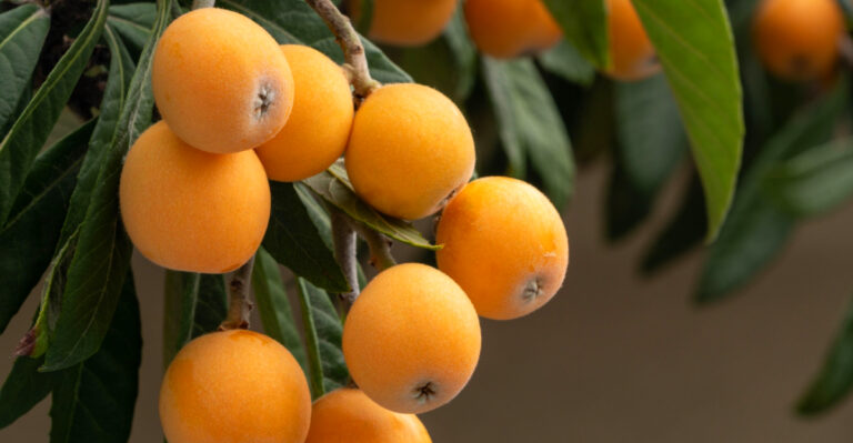 What Loquat Trees In Arizona Need In April For Improved Harvests
