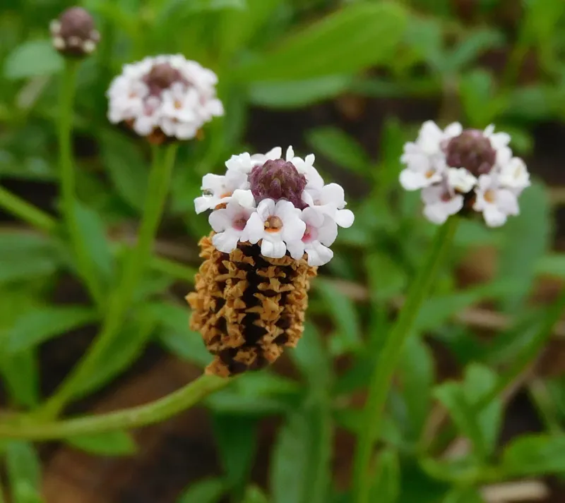 Why It Is Worth Adding To A Texas Yard