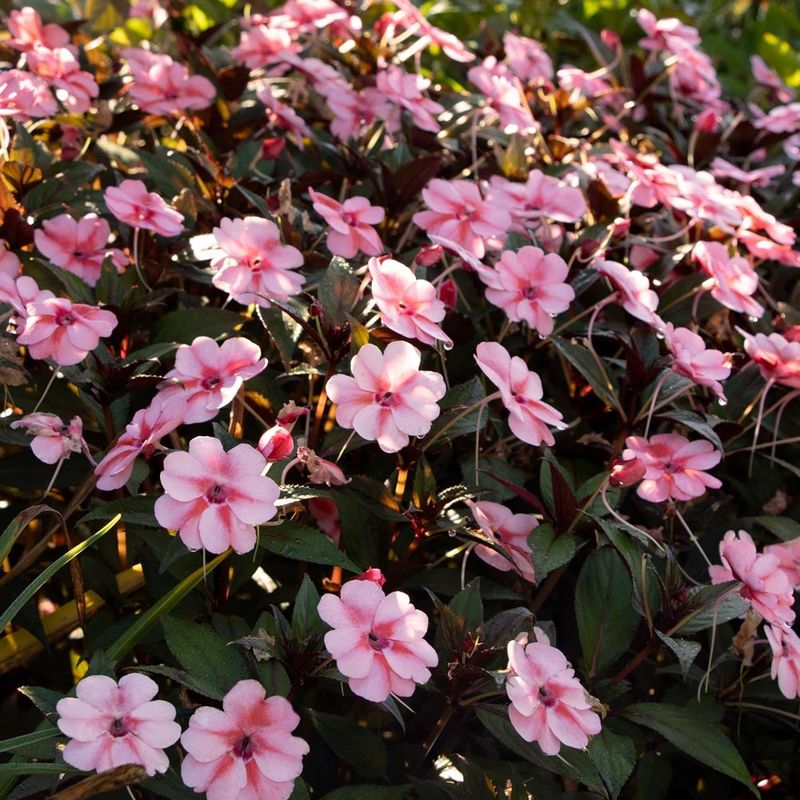 Where Impatiens Shine In Pennsylvania Yards