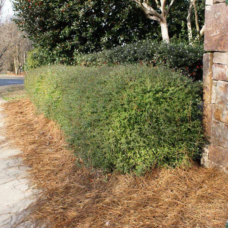 Why It Works So Well For Privacy